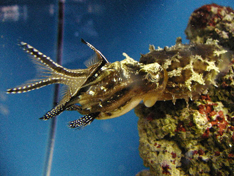 cuttlefish_image07.JPG