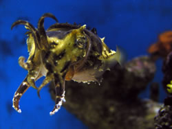 cuttlefish_image01.jpg