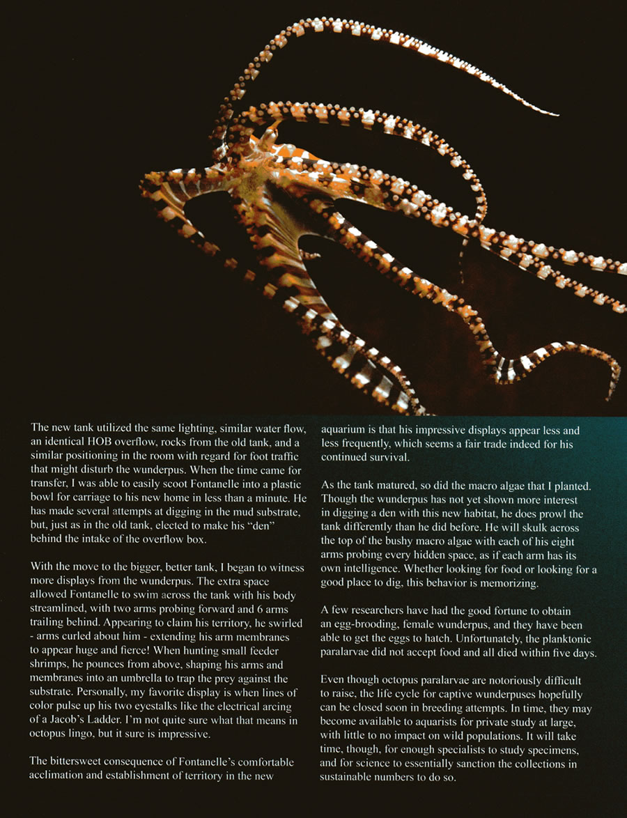 cjournal_wunderpus04